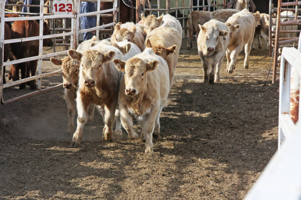 A group of cattle run down a laneway at an auction.