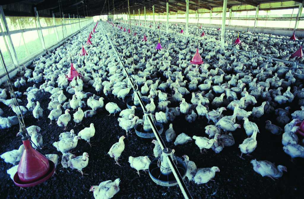 Brazil chicken exporters brace for cargo rejections amid bird flu outbreak
