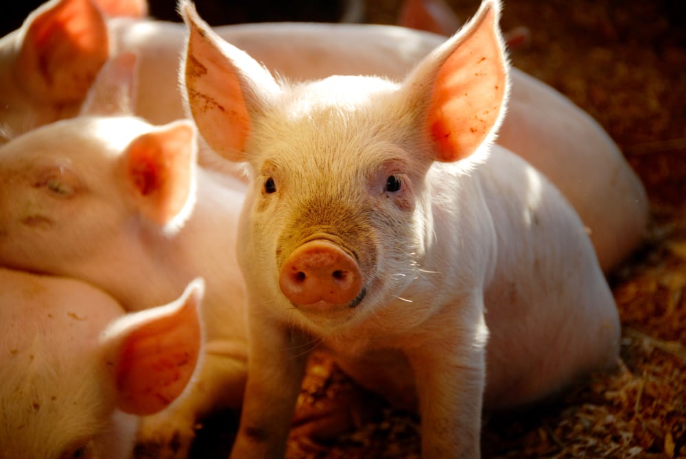 Pigs can’t fly: U.S. high-end livestock breeders lose millions in China tariff fallout