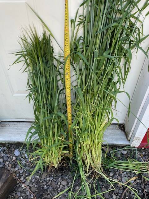 A yellow tape measure extends upwards between two clumps of plants pulled out by their roots, once noticeably shorter than the other.