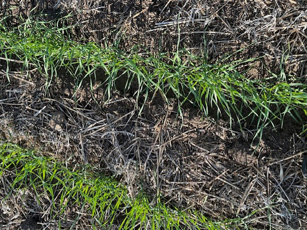 A close-up of two rows of a grass-like crop just emerging from the soil.