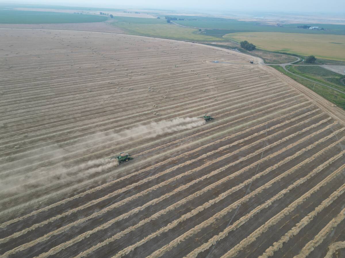 Winter wheat being harvested at the Stamp Seeds farm.
