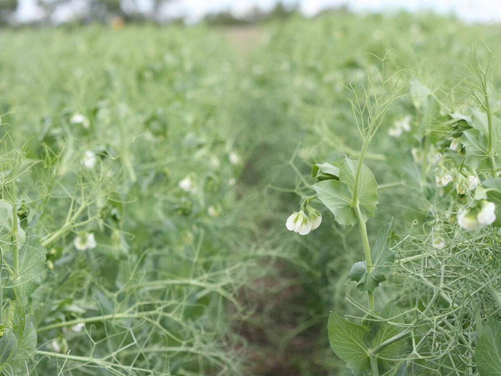 White blooms hang off pea plants in a field.