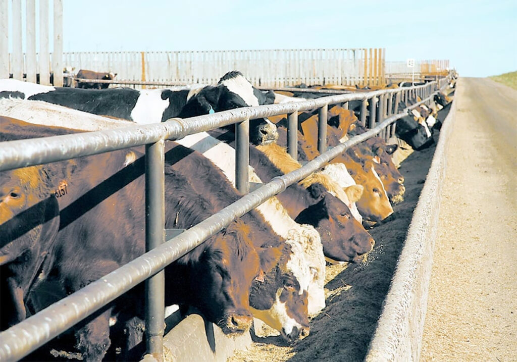 Cattle stick their heads through the fence in a feedlot to eat from a concrete bunk.