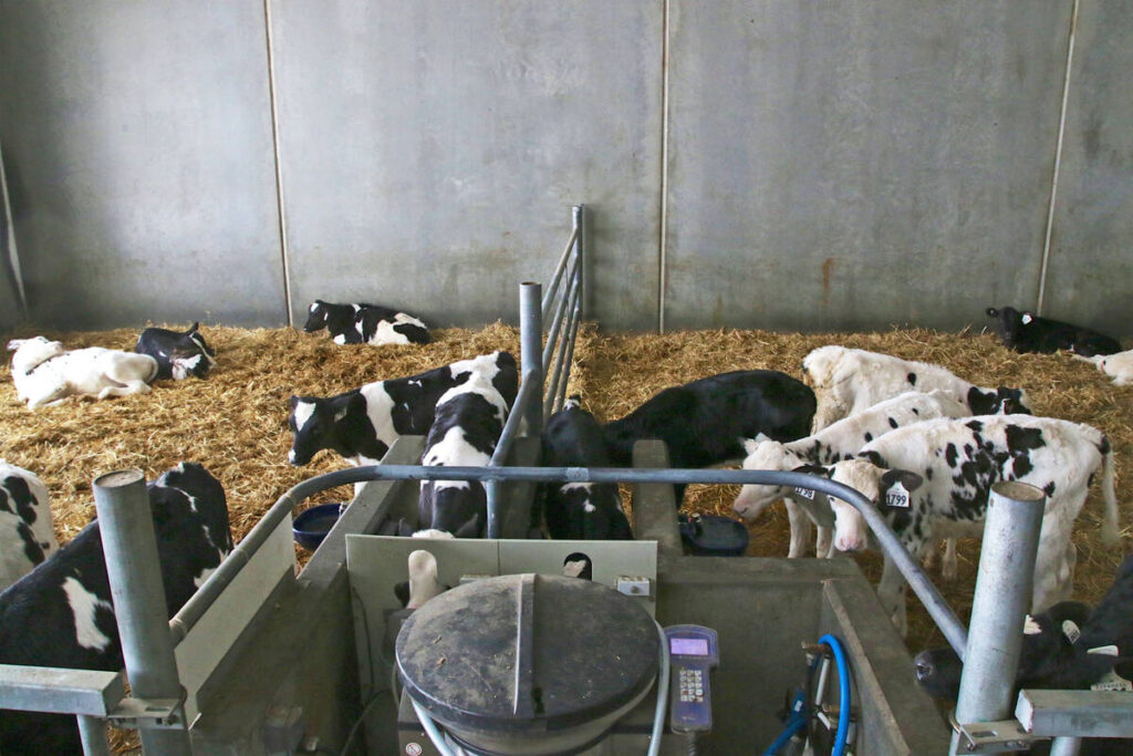 Dairy cattle in an indoor barn.