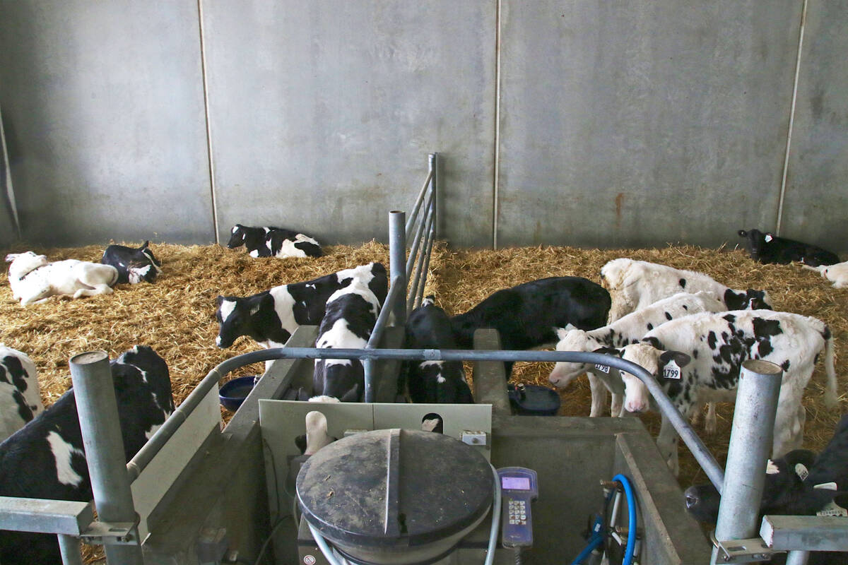 Dairy cattle in an indoor barn.