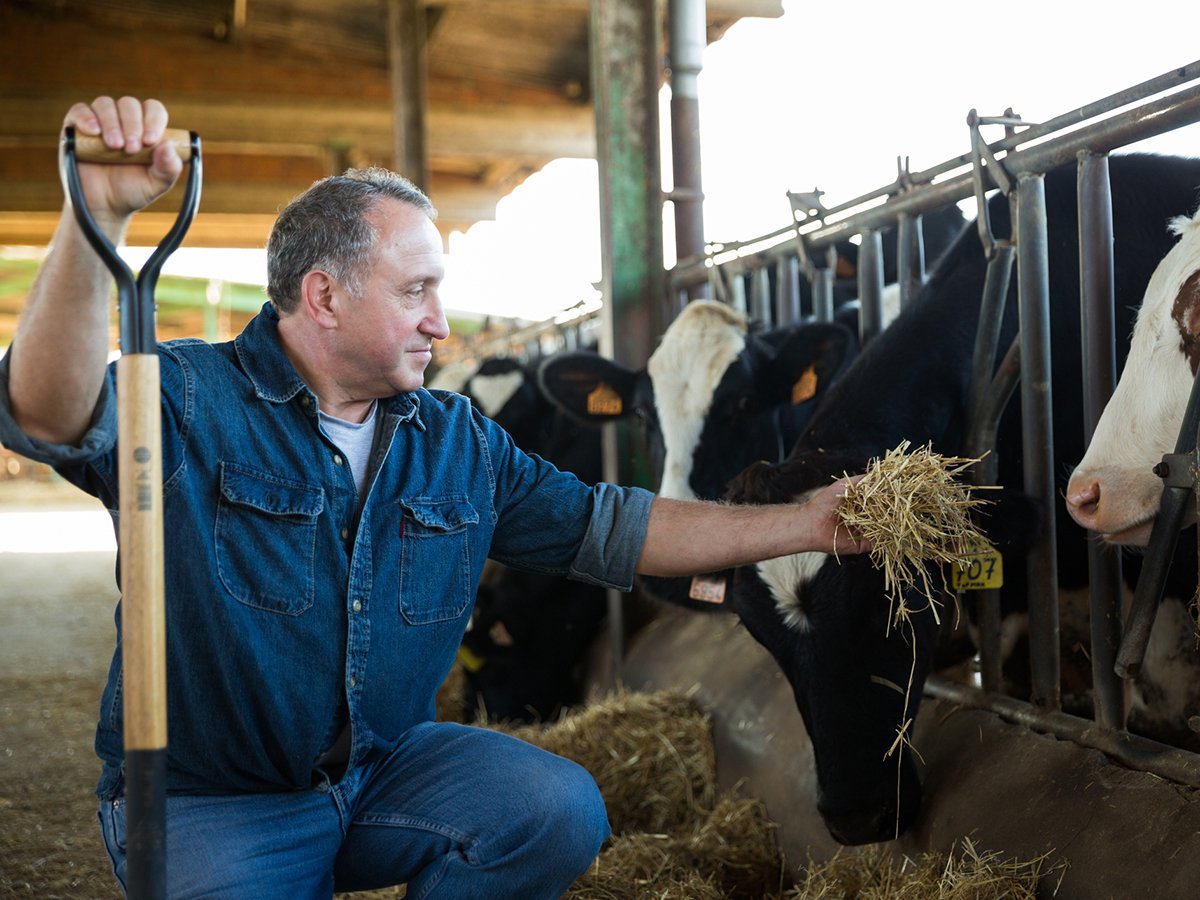 A man is kneeling down in a barn with his right hand on a hay fork and with his left he's handing a handful of hay to a dairy cow.