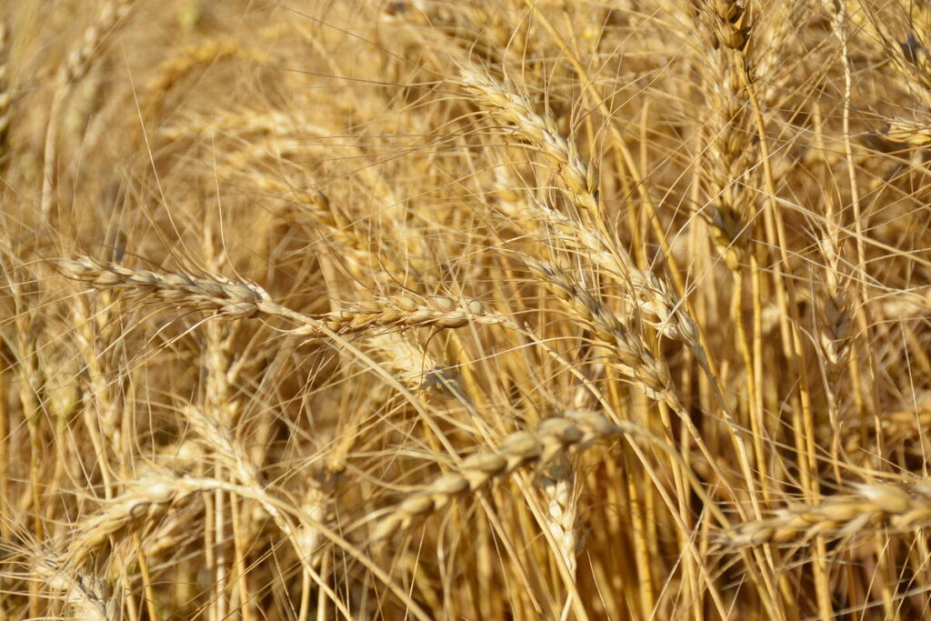 A ripe wheat crop bends in the wind.