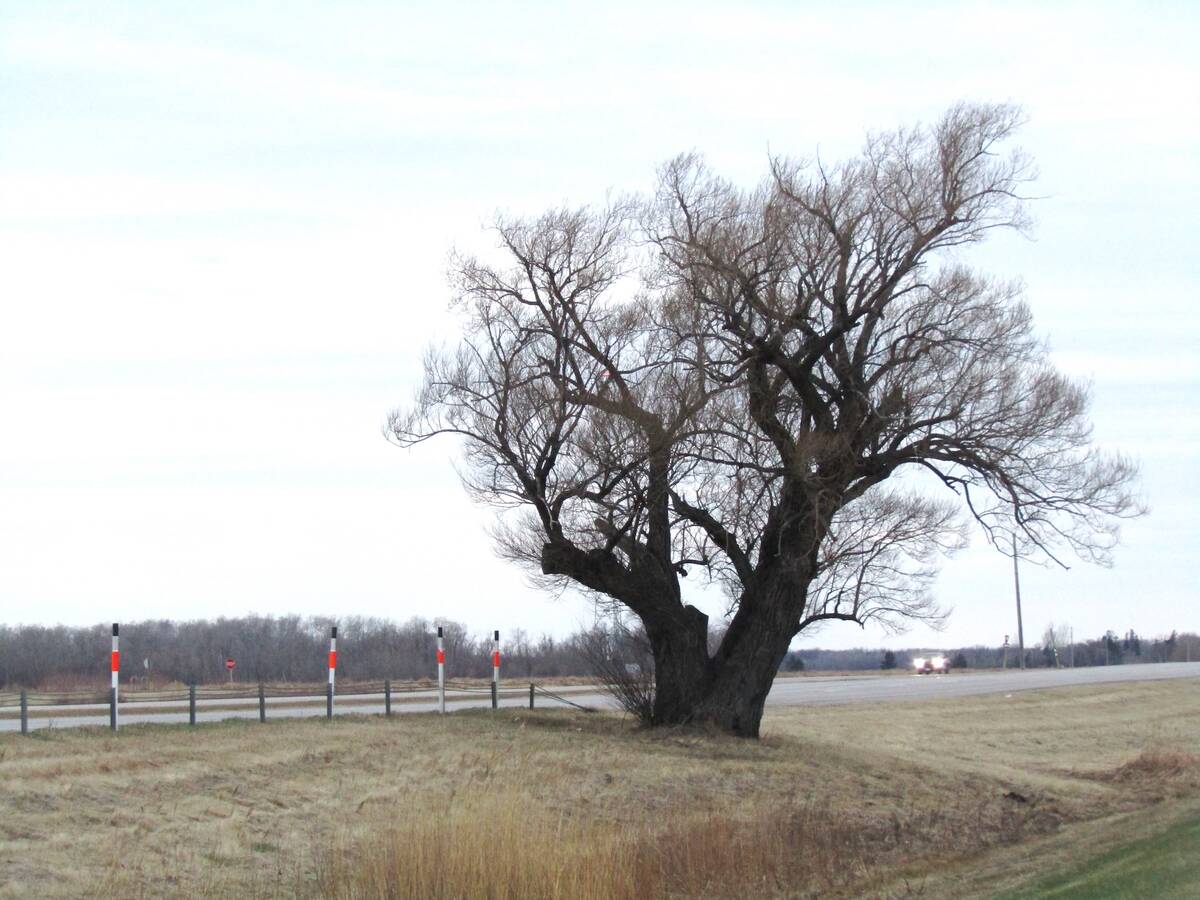 A crack willow tree located on the north side of the highway between Winnipeg and Brandon.