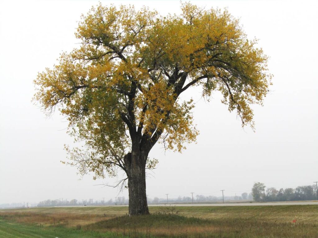 An eastern cottonwood tree that stands about 85 feet tall and is more than 100 years old is a well recognized landmark for Manitoba motorists, marking the approximate halfway point on the trek between Brandon and Winnipeg.