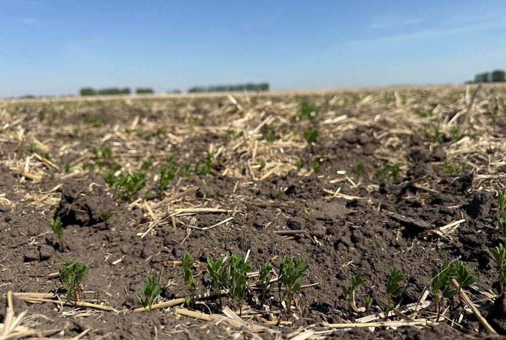 Drought developing in northern Saskatchewan agricultural region