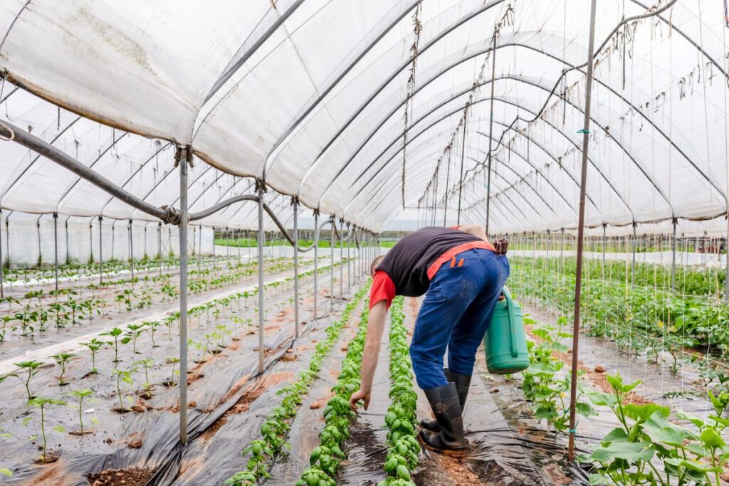 Expanding greenhouse sector means more home-grown veggies