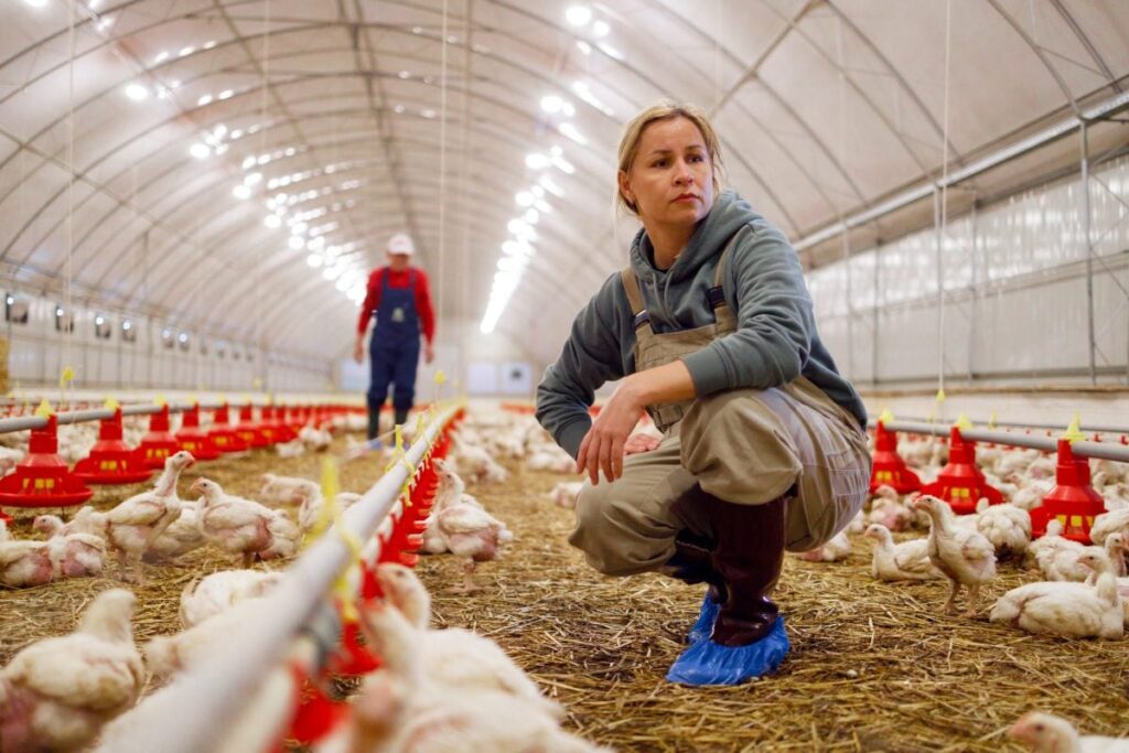 China issues countrywide ban on Brazilian poultry imports
