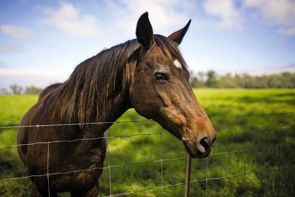 Study will explore economic impact of Ontario equine industry