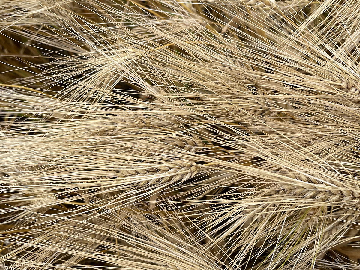 Close-up of the ripening heads of barley plants from above.