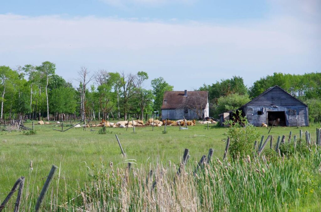Cattle laze in a run down corral with an old house and a small barn nearby.
