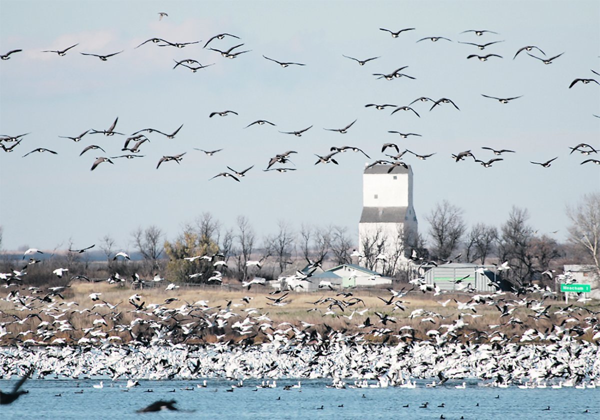 A massive flock of snow geese and Canada geese, some on a slough some flying, fill the frame with a small town wooden grain elevator in the background.