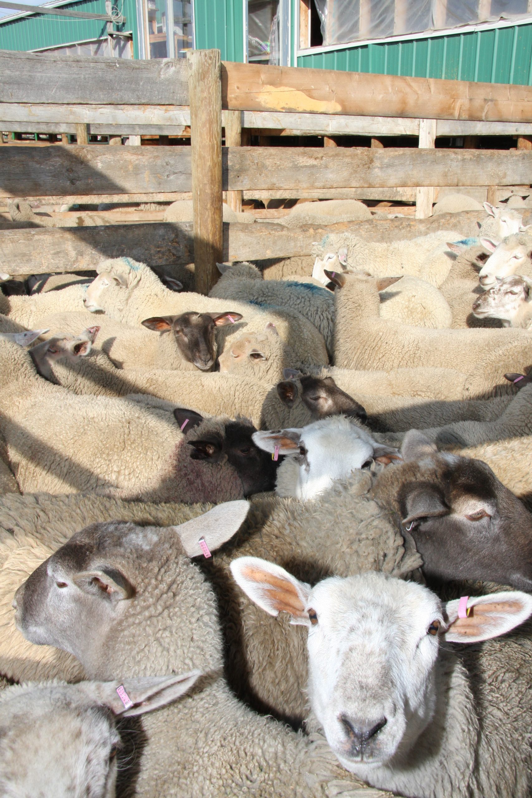 Sheep stand in a crowded pen at an auction.