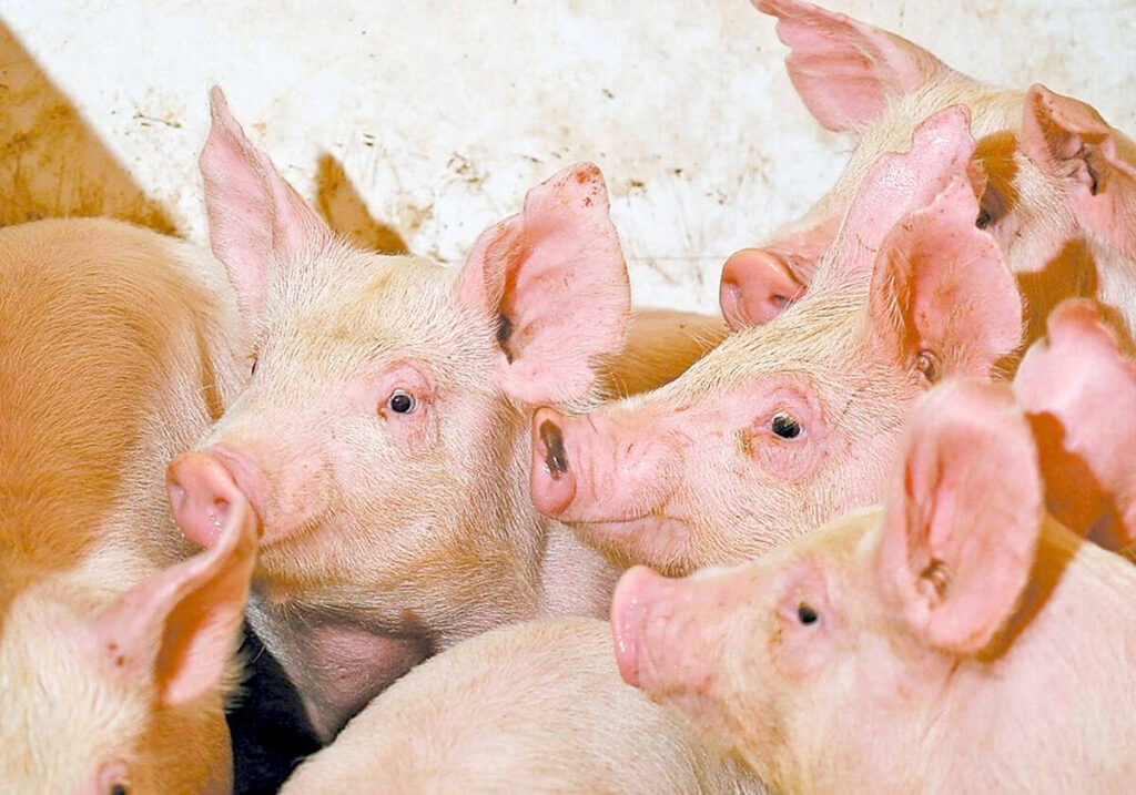 Canada’s Code of Practice for the Care and Handling of Pigs to be reviewed