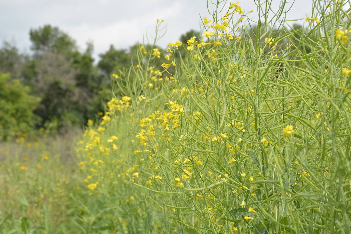 A canola field starting to bloom.