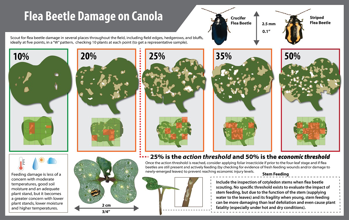 A flea beetle damage infographic.