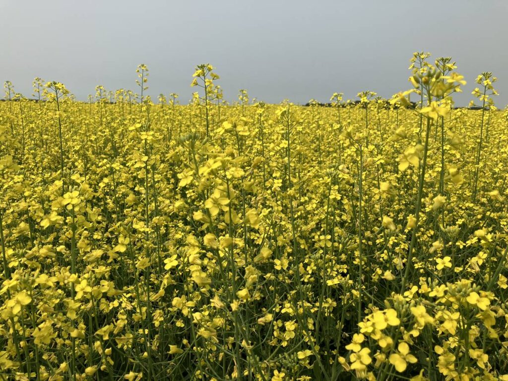 A canola field in full yellow bloom.