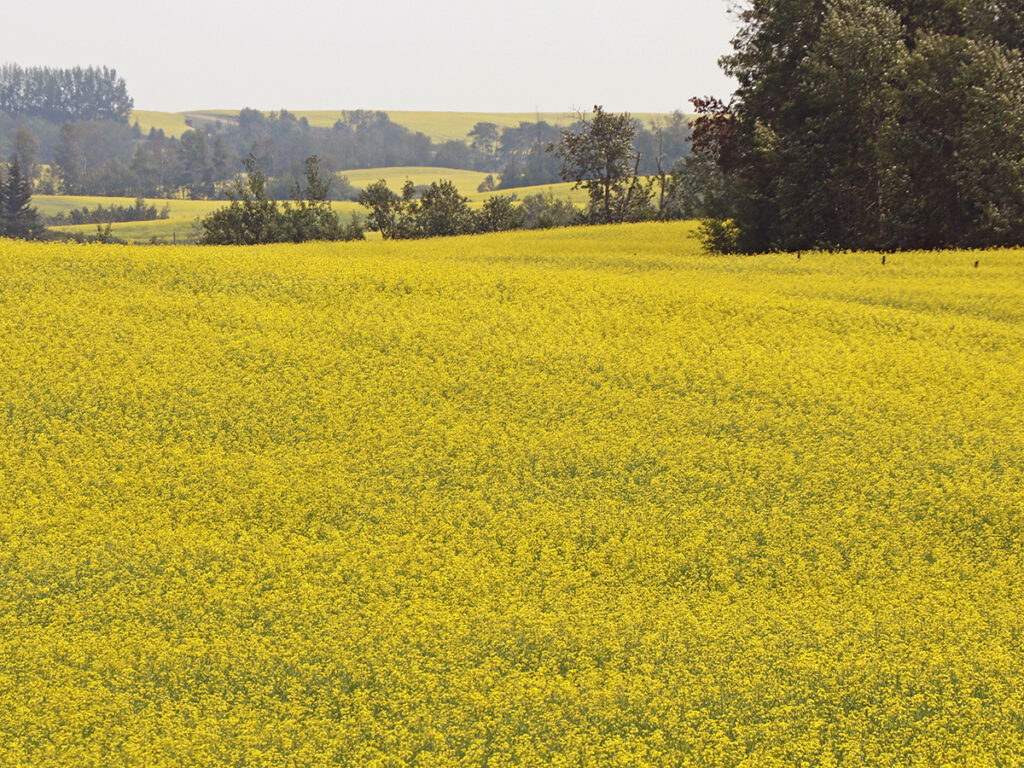 A blooming canola field with some trees in the background.