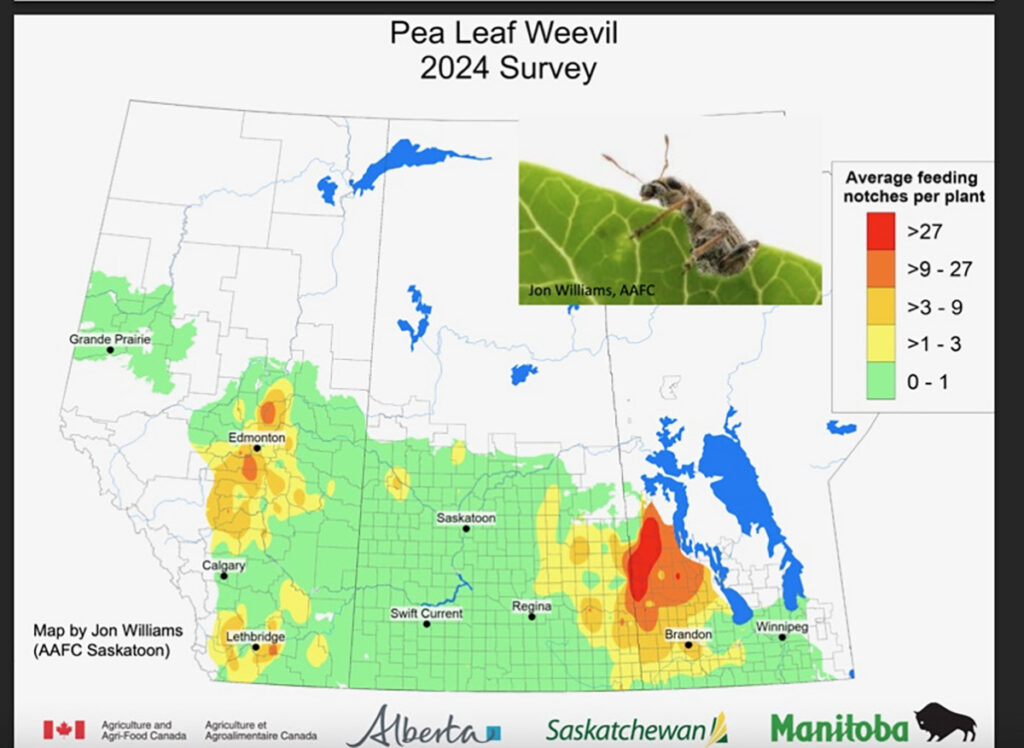 Conditions right for pea leaf weevils to thrive