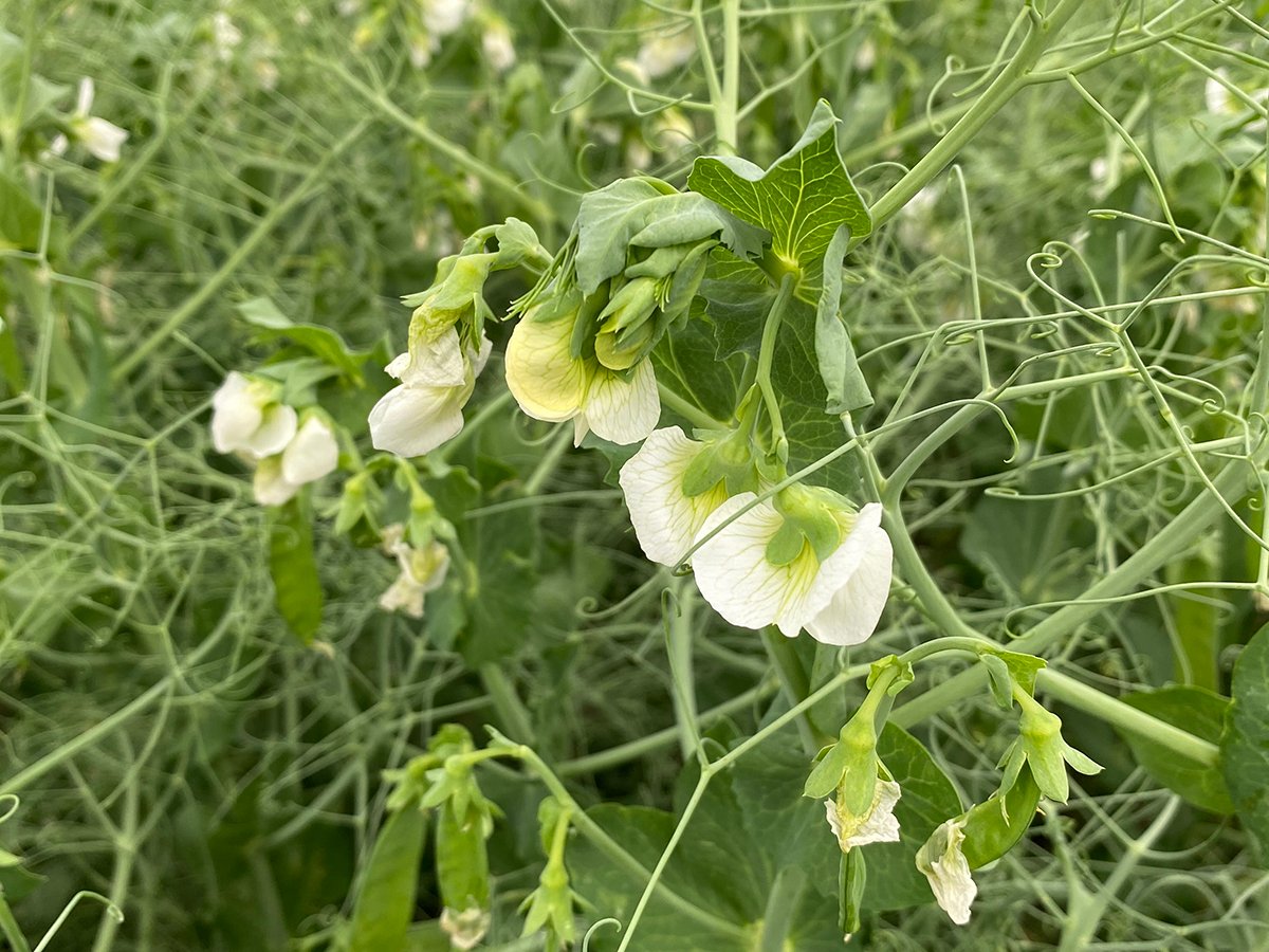 A yellow pea plant with white blooms on it.