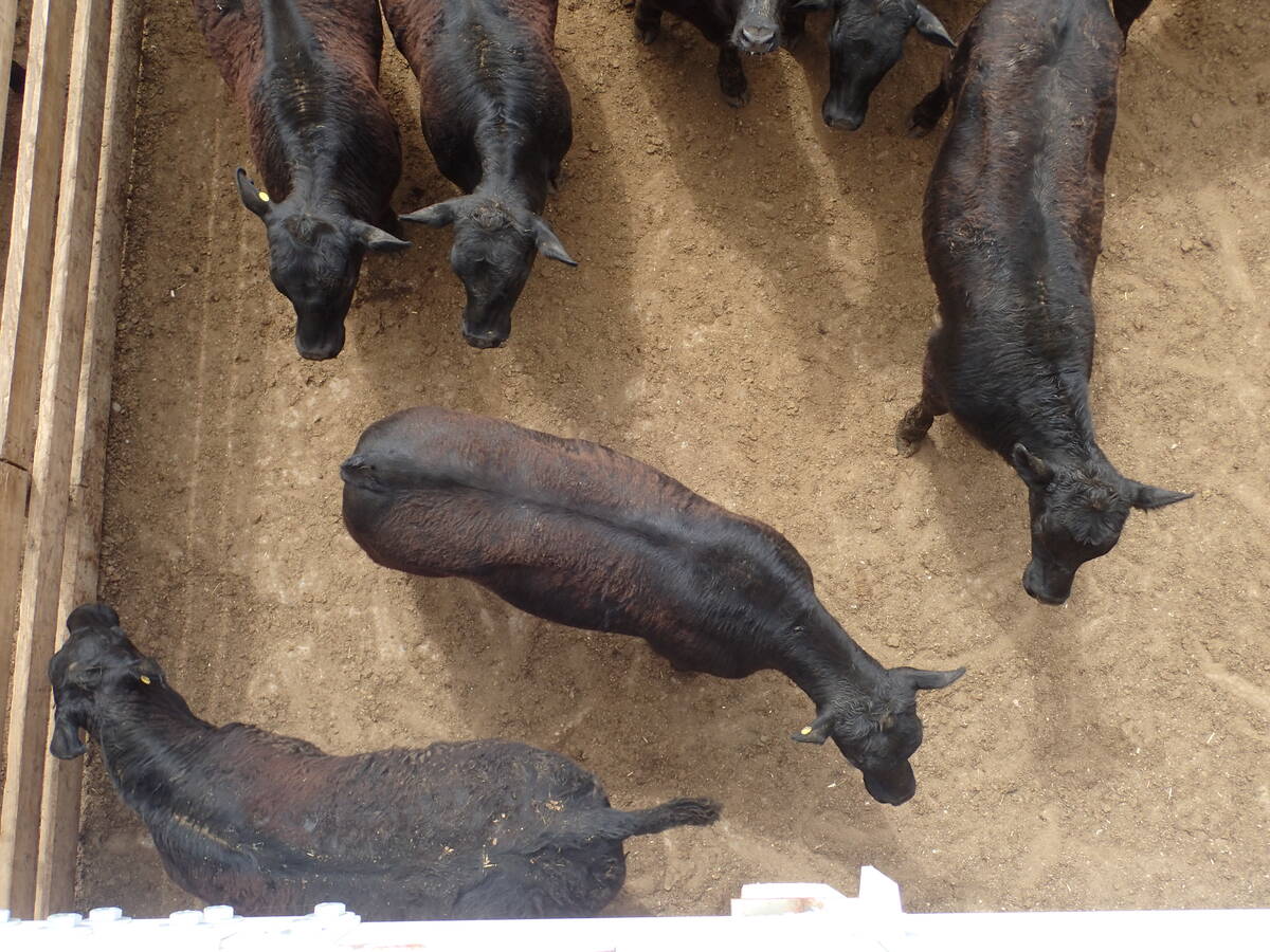 Cattle mull about in a pen viewed from directly overhead.