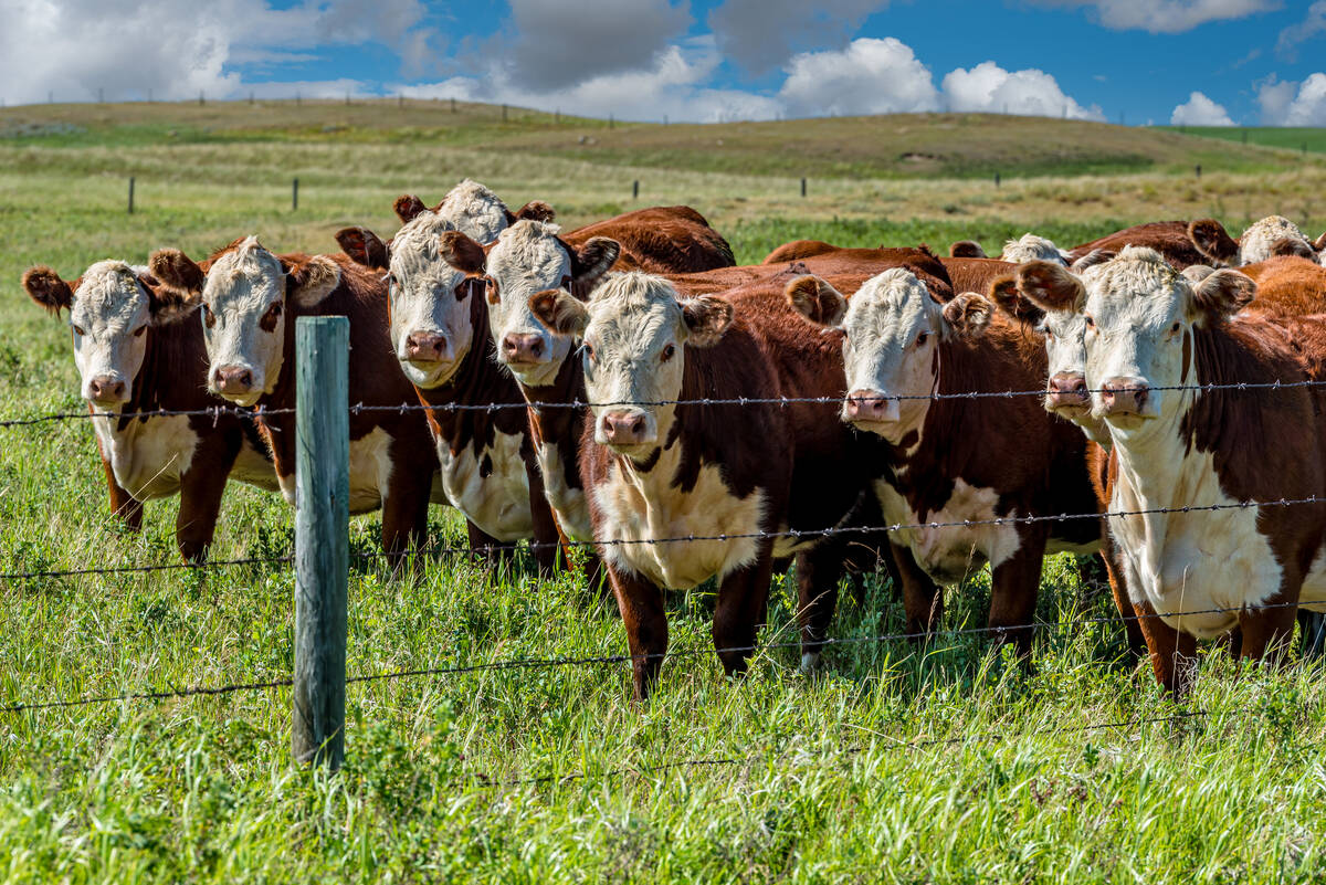 Curious cattle in a lush green pasture approach the barbed-wire fence to get a closer look at the camera operator.