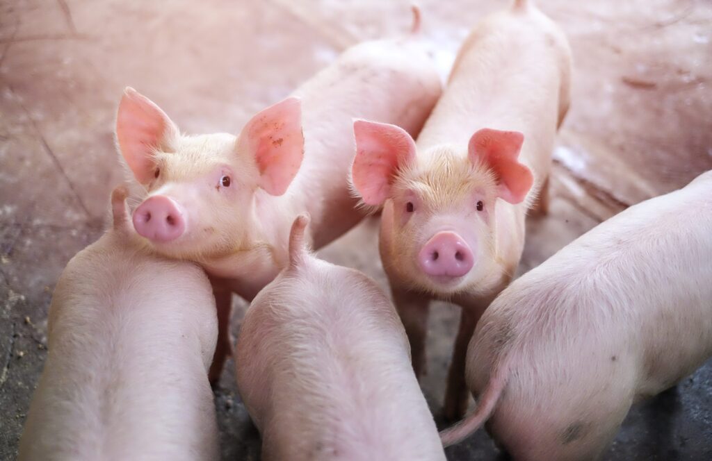 FDA approves sale of gene-edited pigs in the US