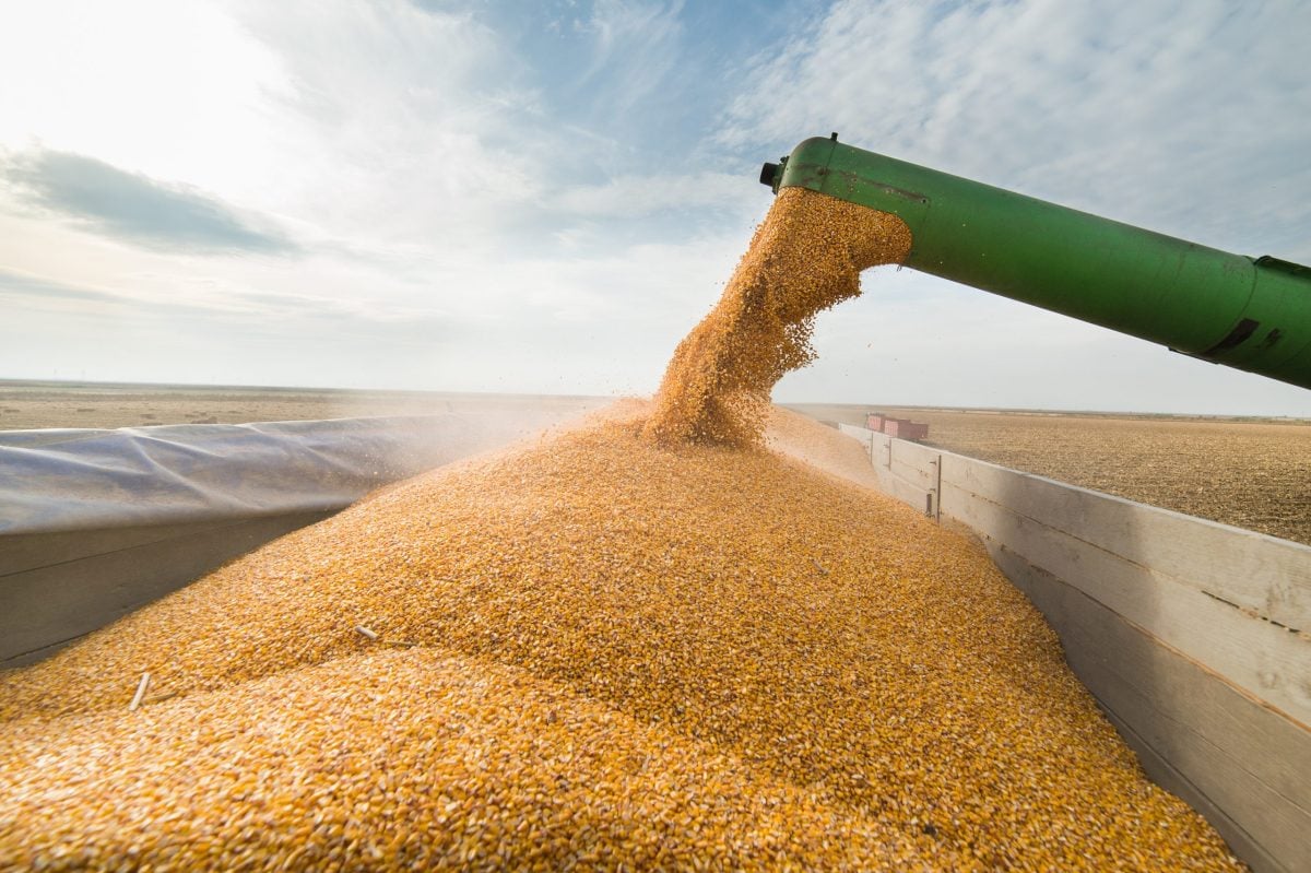 Corn pours from a combine into a wagon.