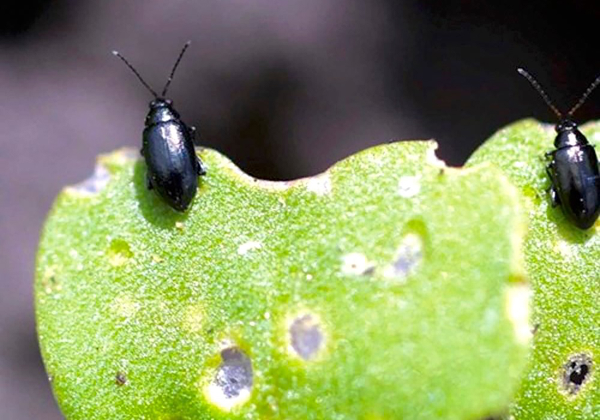 Flea beetles feeding on a canola leaf.