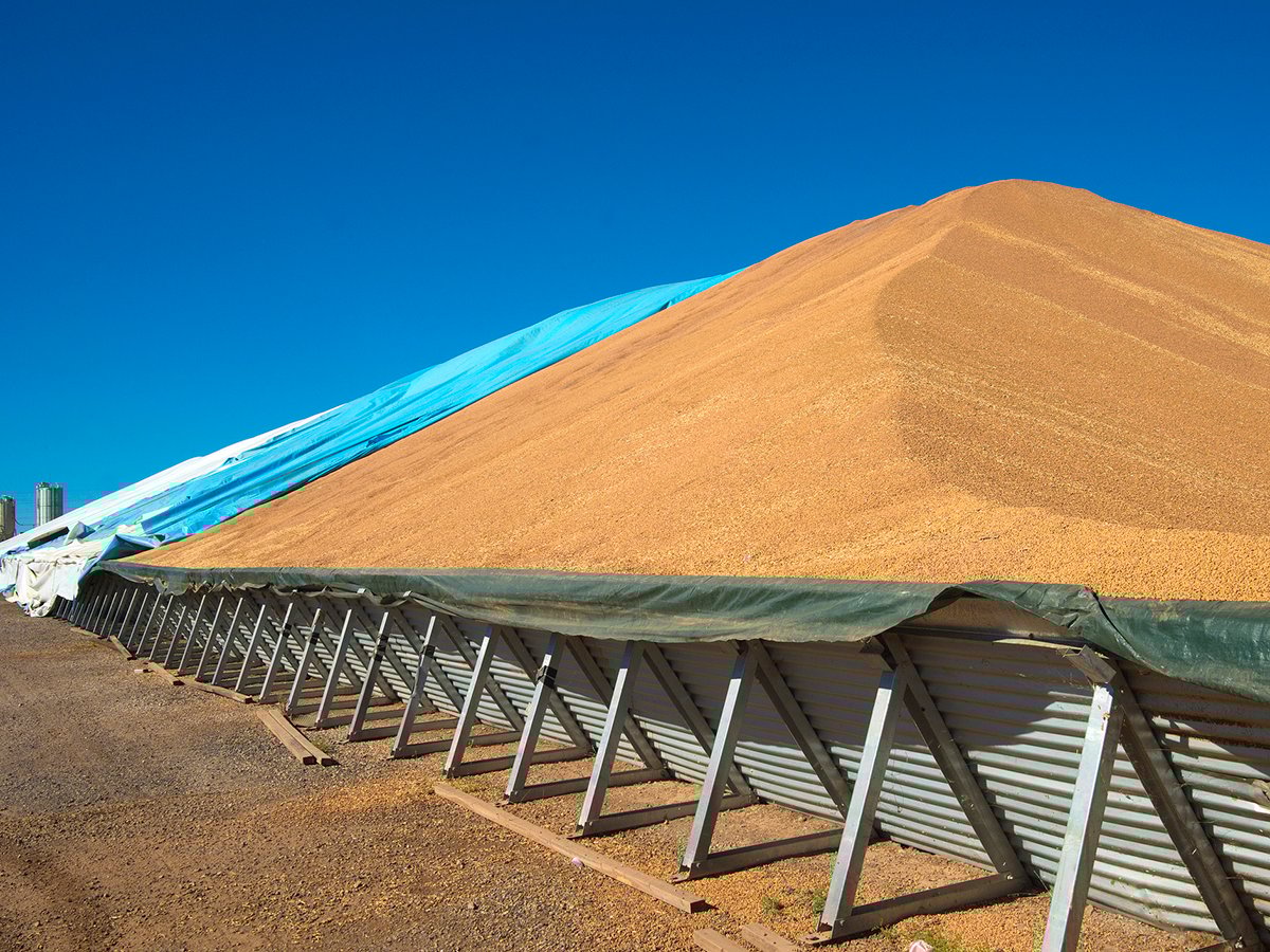 Chickpeas are stored outdoors in a massive pile partially covered by a tarp in NSW Australia.