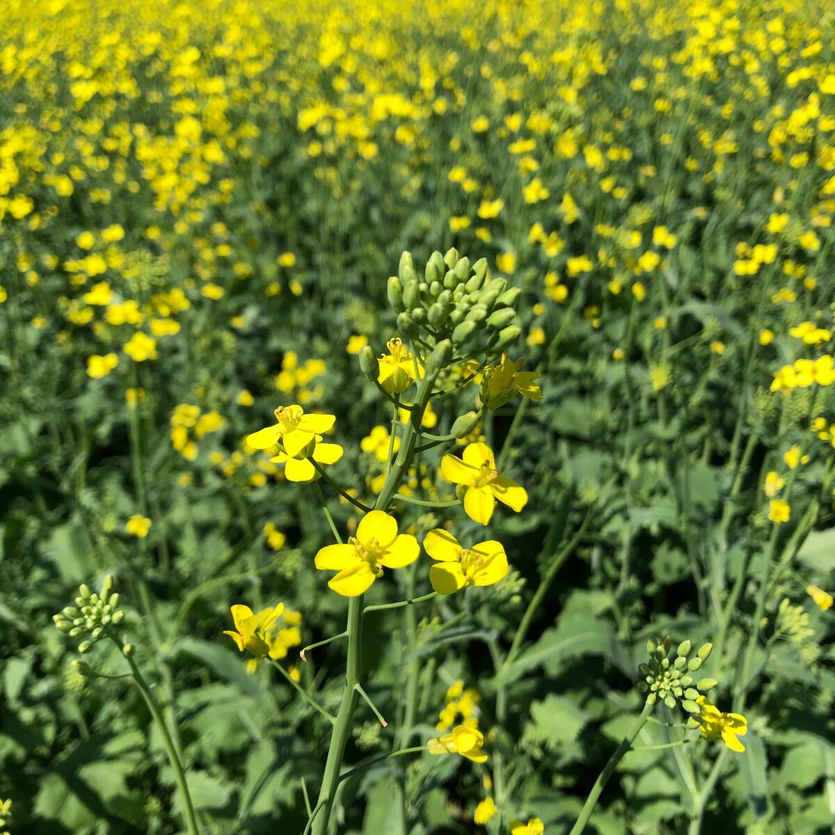 A close-up of the yellow blooms on a canola plant.