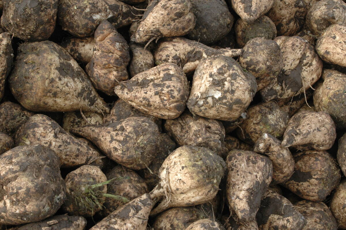 Close-up of a pile of sugar beets.