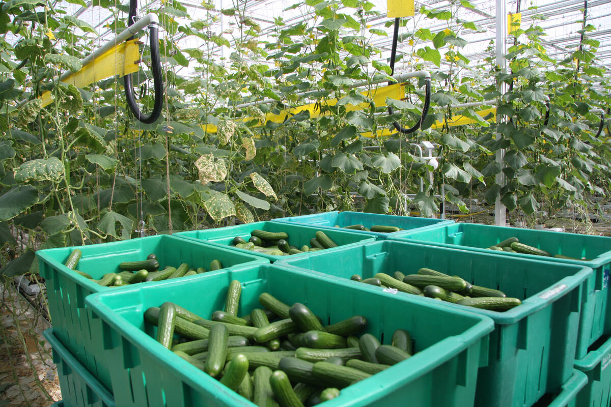 Freshly-picked cucumbers sit in green plastic totes in a greenhouse with the plants they were recently removed from in the background.