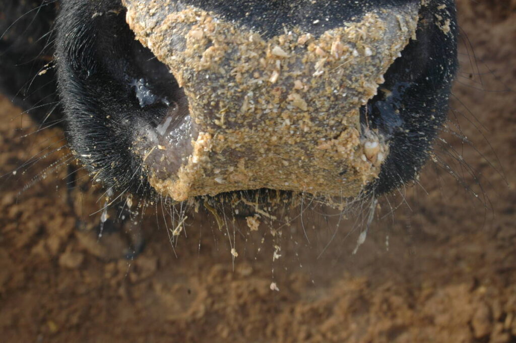 A close-up of chop stuck to the wet nose of a cow in a feedlot.