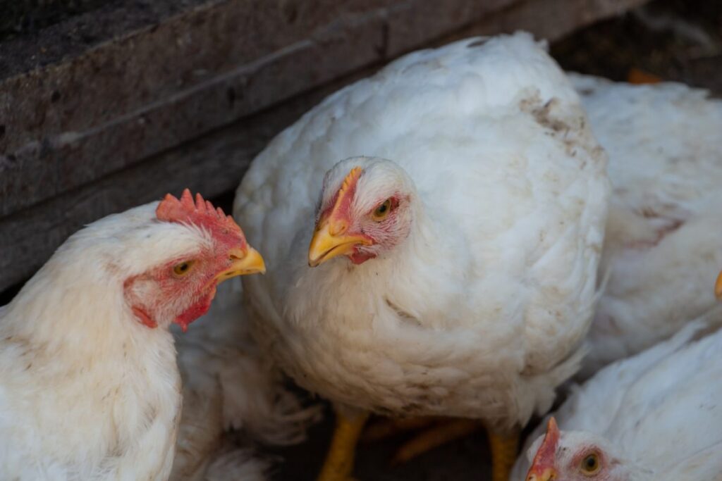 white broiler chickens in the farm yard