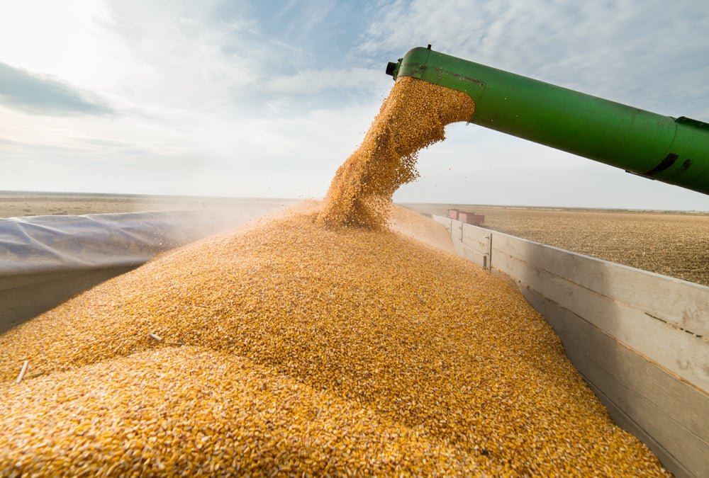 IGC raises 2025/26 world corn crop forecast