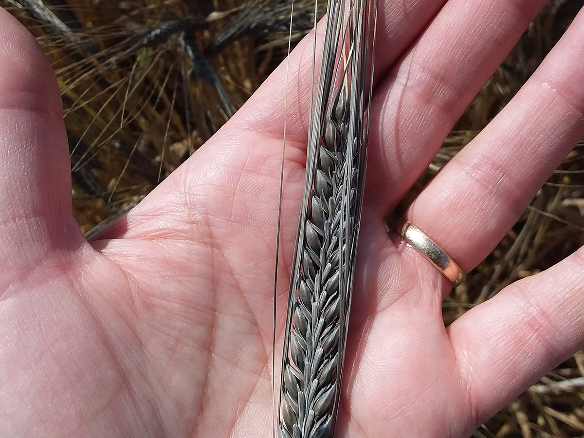 A newly-developed black barley plant sits on a man's hand.