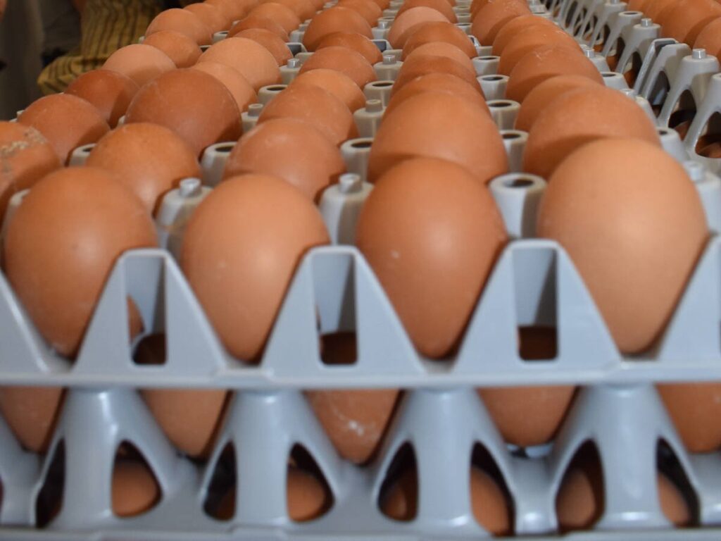 Jailed chicken farmer found to be in compliance for number of laying hens after EFA inspection