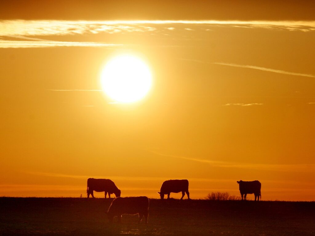 Cattle graze in a pasture silhouetted by the setting sun.