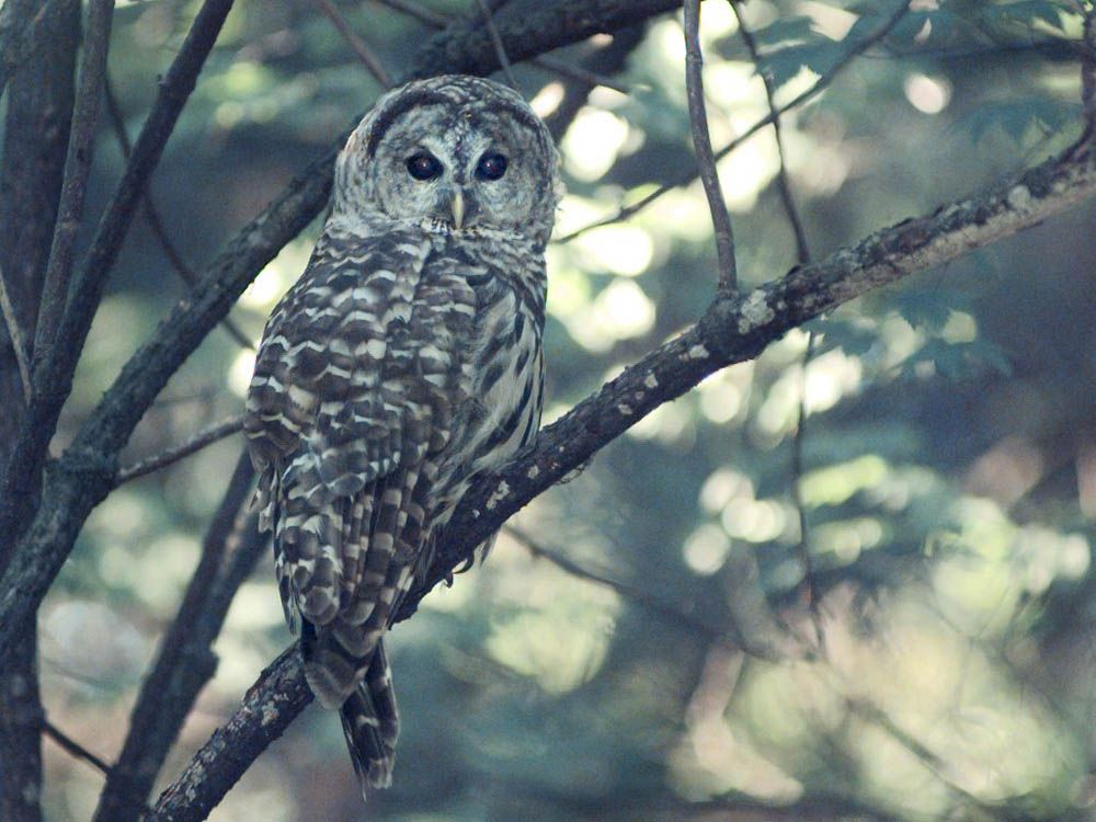 File photo of a barred owl in the Metro Vancouver area.