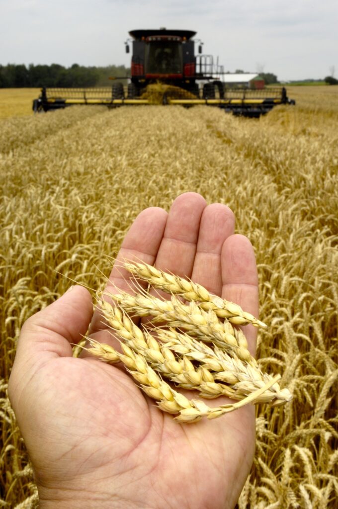 New Chicago spring wheat futures make thin trade thinner