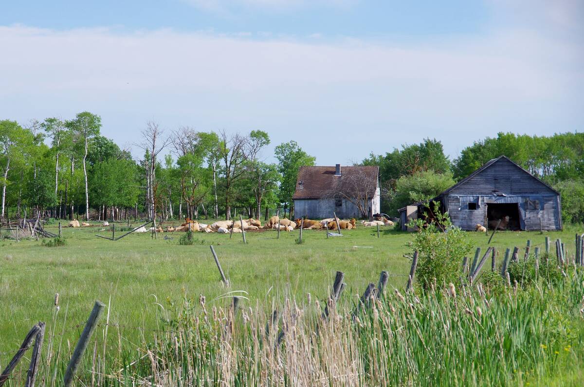 Cattle laze in a run down corral with an old house and a small barn nearby.