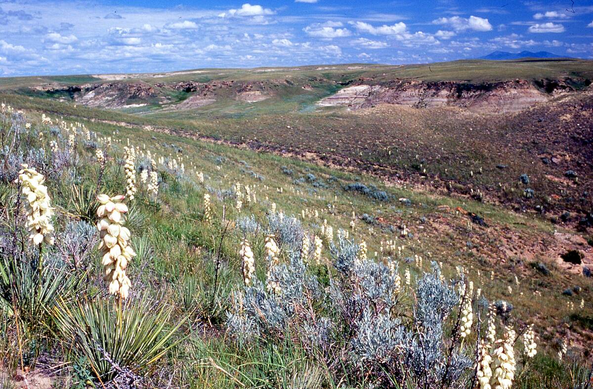 Multicoloured wildflowers bloom on the sloped edge of a valley.