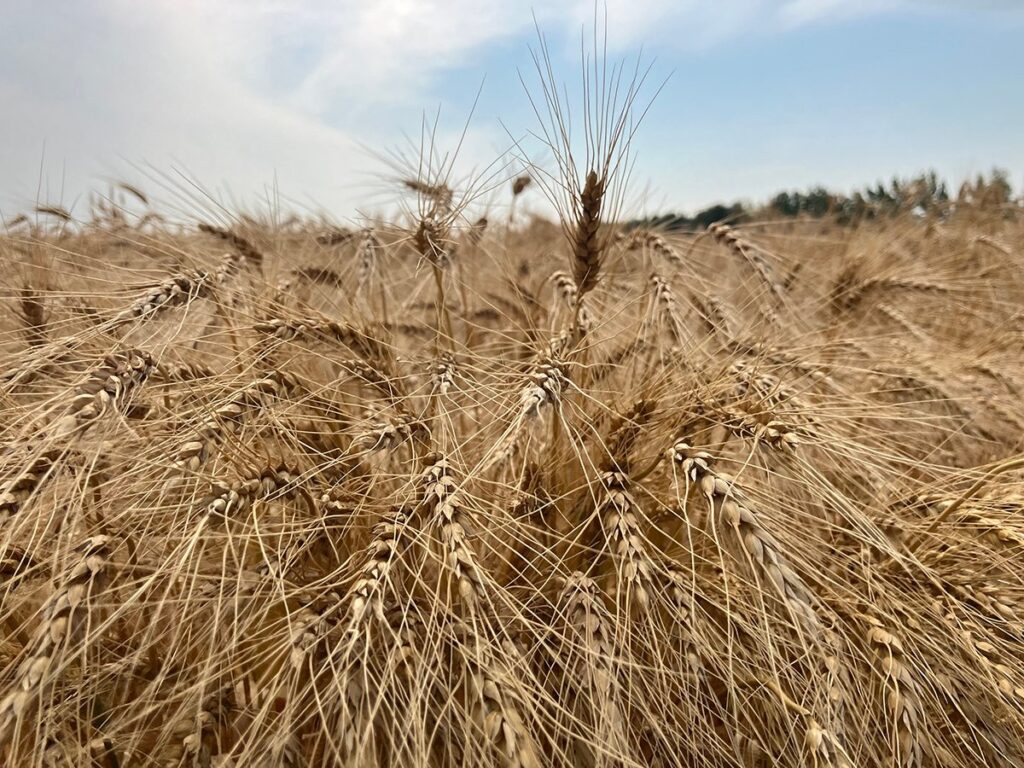 A ripe crop of wheat near Selkirk, Manitoba.