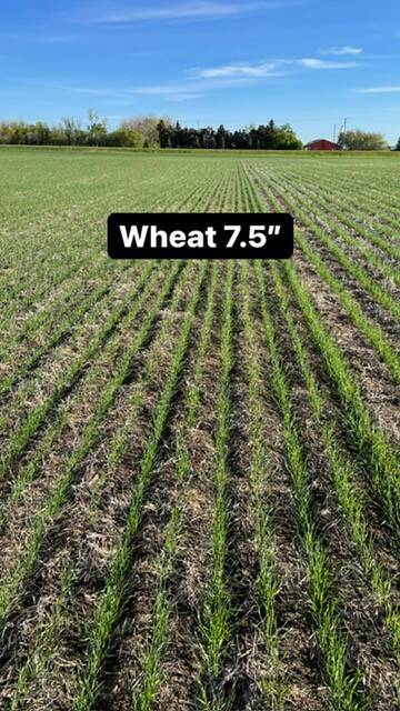 A photo of a growing wheat crop as part of a research trial with the photo labelled, 